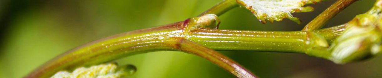 Beaumont des Crayères