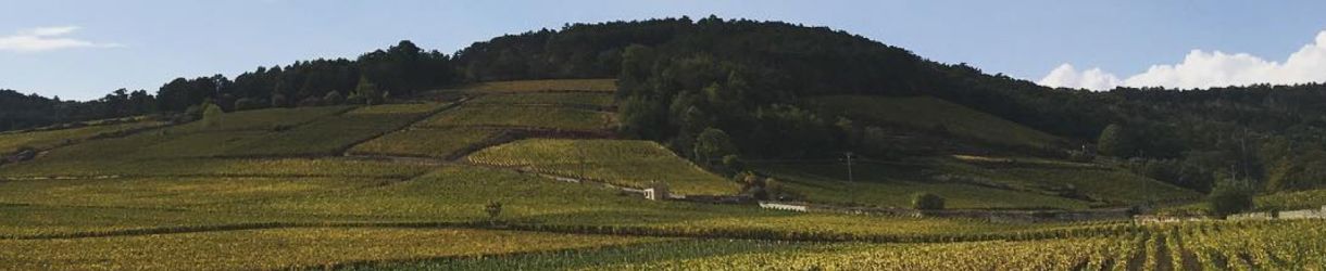 Domaine Simon Bize