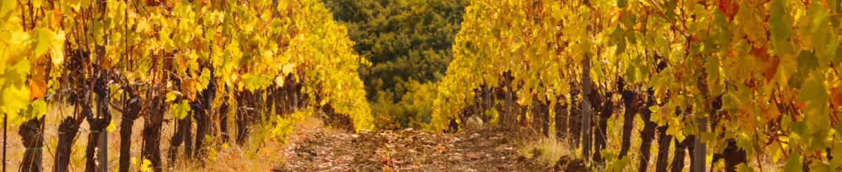 Domaine Jean Foillard