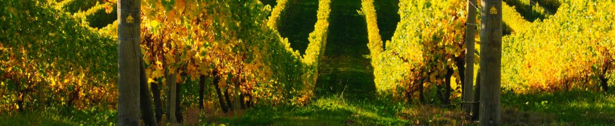 Laurence & Rémi Dufaitre