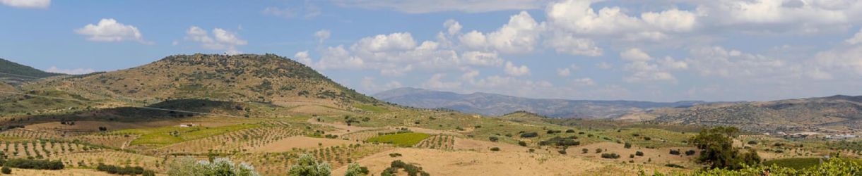 Symington Family Estates Altano