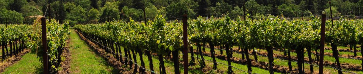 Domaine Ballot-Millot