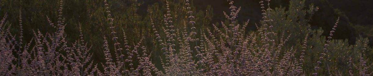 Castiglion del Bosco