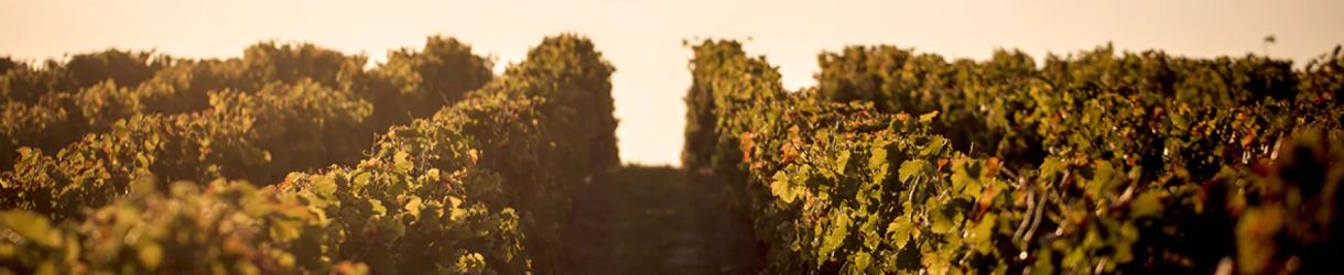 Baron Edmond de Rothschild - Chateau Clarke