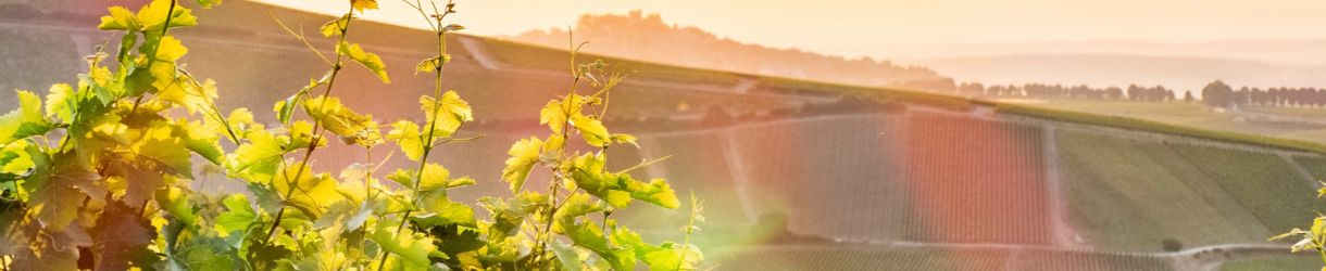 Domaine Jean-Paul Picard