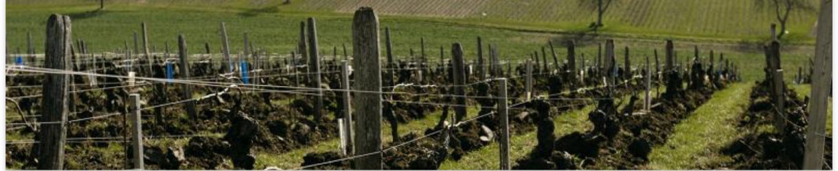 Domaine Fouassier