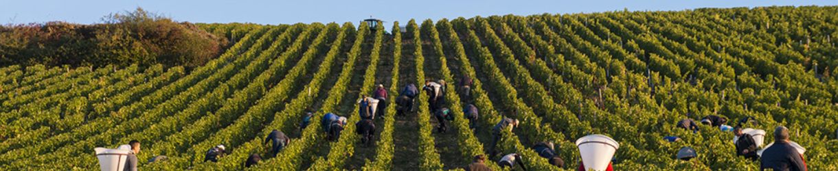 Domaine Henri Bourgeois