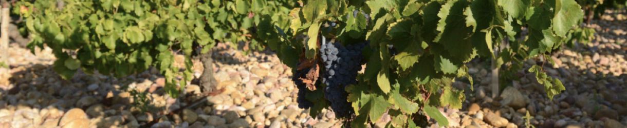 Domaine de la Janasse