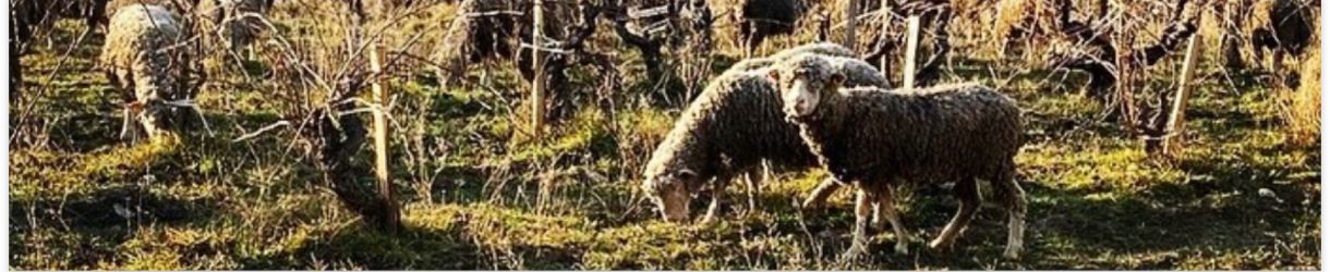 Domaine de la Vieille Julienne