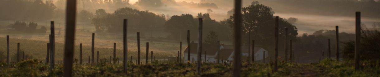 Domaine Pierre Luneau-Papin