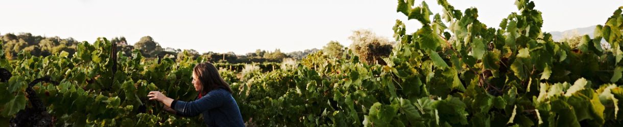 Martha Stoumen Wines