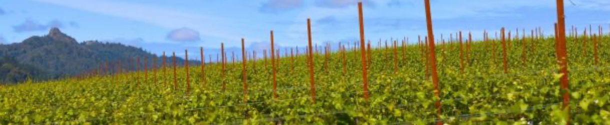 Masút Vineyard & Winery