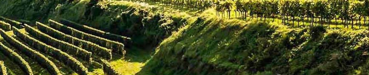 Lenzmark - New Chapter