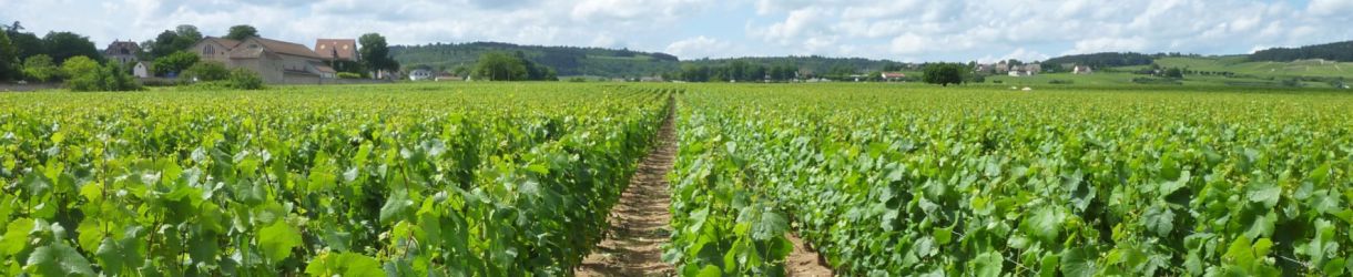 Domaine Patrick Javillier