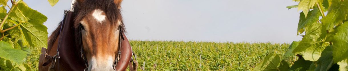 Champagne Philipponnat