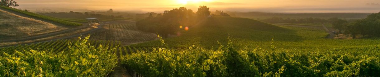 J. Rochioli Vineyard and Winery