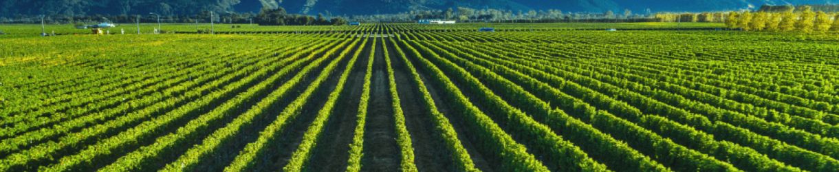 Baron Edmond de Rothschild - Rimapere