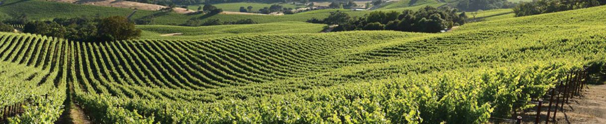 Rodney Strong Vineyards