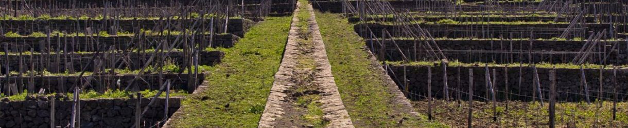 Tasca d’Almerita - Tenuta Tascante