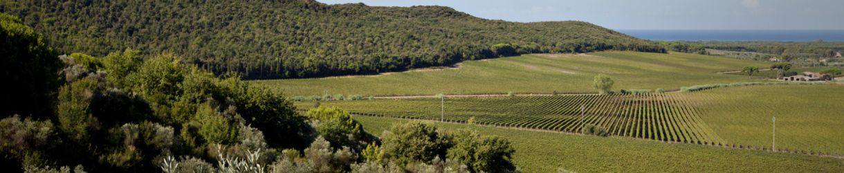 Antinori Tenuta Guado Al Tasso