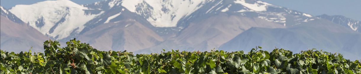 Terrazas de los Andes