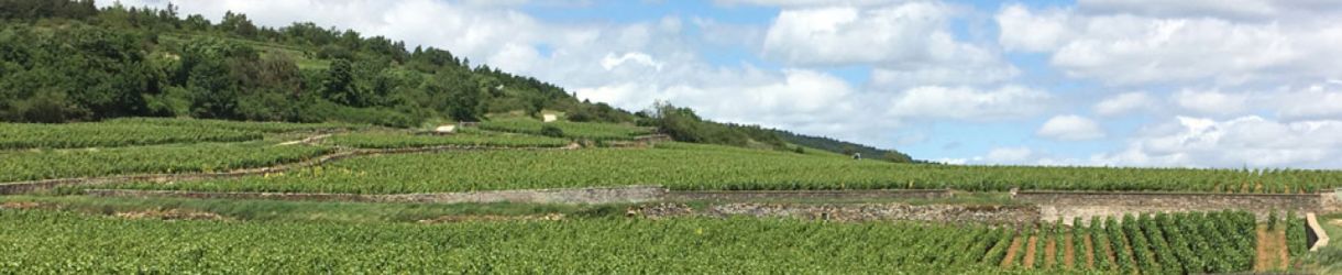 Domaine Thomas Morey