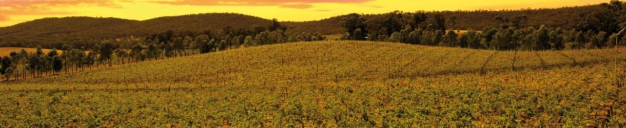 M. Chapoutier - Domaine Tournon