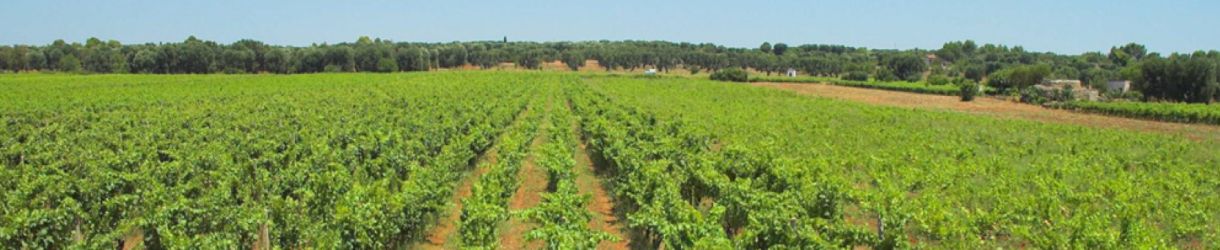 Vigneti del Salento