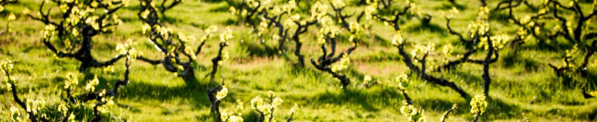 Yangarra Estate Vineyard